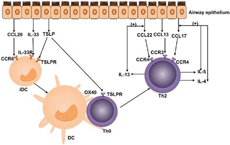 Figure 1 From Role Of Epithelial Chemokines In The Pathogenesis Of