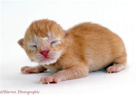 Ginger Kitten 1 Day Old Photo Wp15818