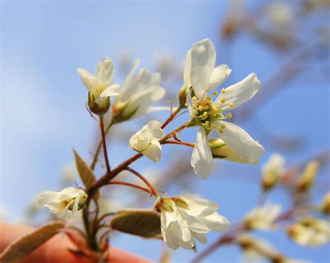 9 Recommended Species Of Serviceberry Trees And Shrubs