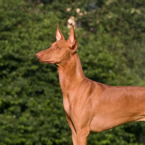 Egyptian Pharaoh Hound Breed Facts Traits Health Vets Choice Vets Choice