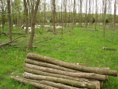 Black Locust A Tree With Many Uses Cornell Small Farms