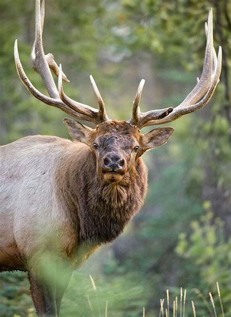 Colorado Elk Tags Military Brinda Oswald