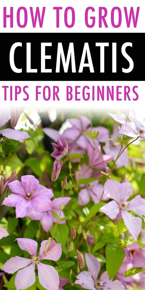 Check spelling or type a new query. How to Grow and Care for Clematis | Clematis, Clematis ...