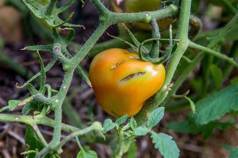 Why Tomatoes Split And Ways To Prevent It