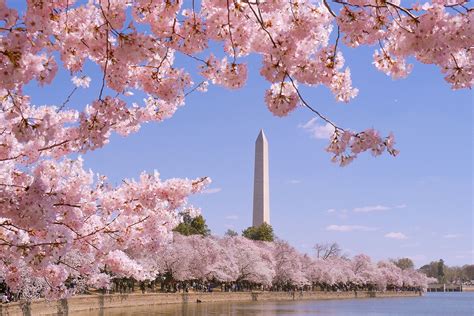 Cherry Blossoms — When Will We See Peak Bloom