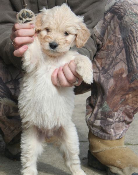 Yesteryear Acres Doodle Days Puppy Overload