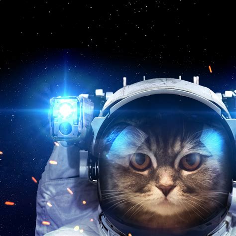 In november 1957, a stray dog named laika became the first living thing ever to be sent into space, onboard the spacecraft sputnik 2. A Cat In The Space Animals QHD Wallpaper - Wallpaper ...