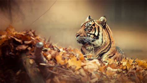 Tiger Full Hd Wallpaper And Background Image 1920x1080