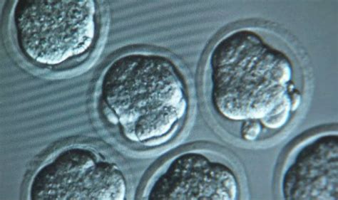 British Scientists Allowed To Genetically Modify Human Embryos Buzz