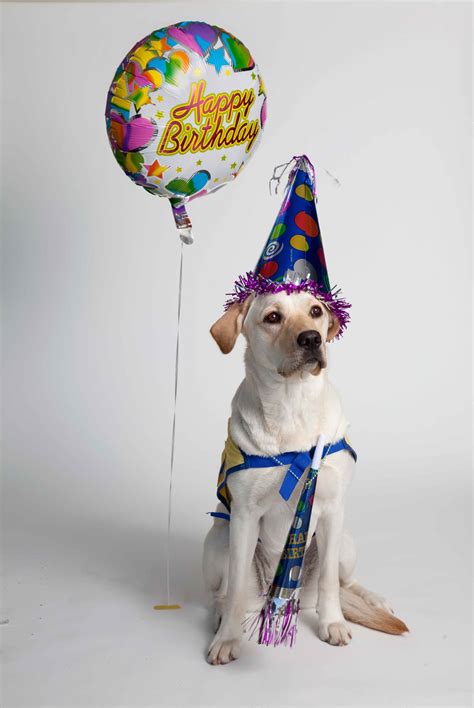 Happy Birthday Dog Free Images High Quality Premium Images Psd Mockups