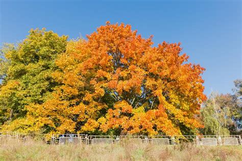 Maples With Autumn Leaves Against Of The Clear Sky Stock Photo Image