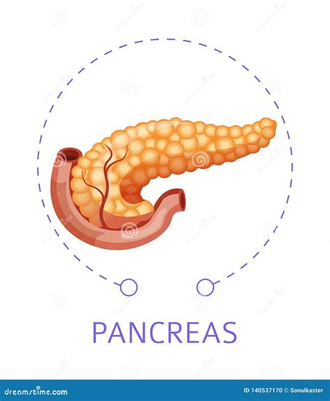 Pancreas Anatomical Cross Section Model Vector Illustration Medical