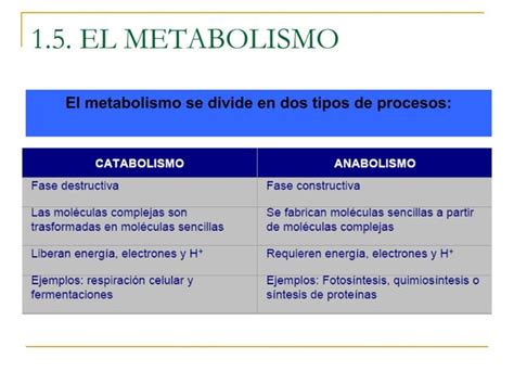 Tema3 B Seres Vivos Metabolismo Ppt