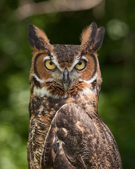 Большая рогатая сова Great Horned Owl Abcdefwiki