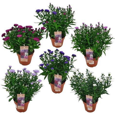 Aster Showmakers Mix — Plant Wholesale Floraccess