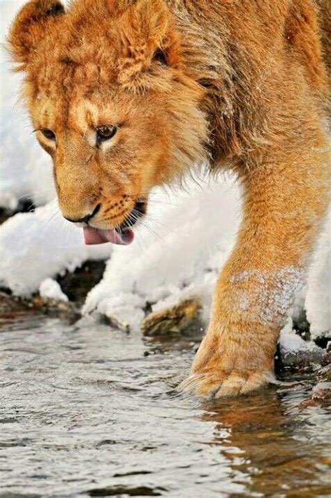 Thirsty Lion Animals Are Beautiful People Animals Beautiful Animals