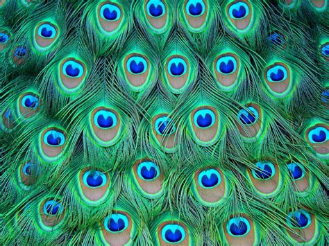 wallpapers of peacock feathers hd 2015 wallpaper cave