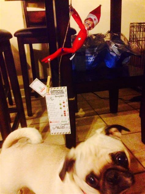 Pug Doesnt Want The Elf To Get All The Attention The Elf Elf Elf