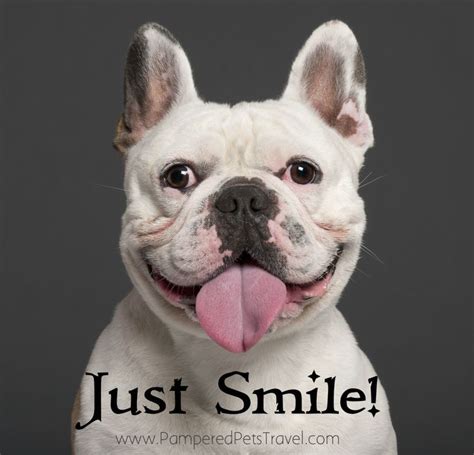 Smile Dog Quotes Quotesgram
