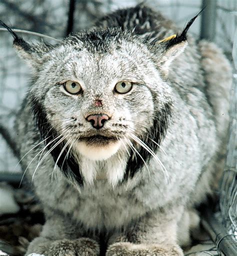 Lawsuit Launched To Protect Minnesotas Rare Lynx From Trapping