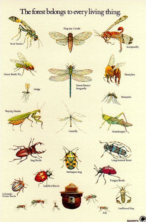 61 Best Insect Identification Images Insect Identification Insects