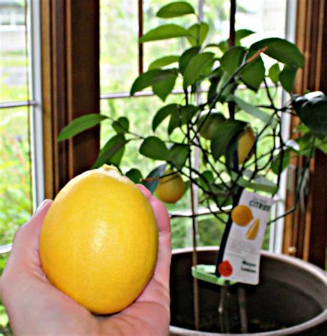 Indoor Citrus Trees Tips For Growing Citrus Houseplants
