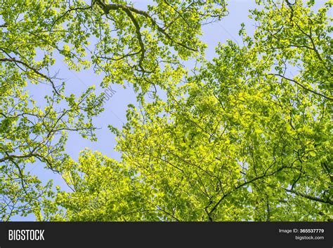 Beech Trees Vibrant Image And Photo Free Trial Bigstock