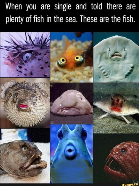 When You Are Single And Told There Are Plenty Of Fish In The Sea These Are The Fish Ifunny