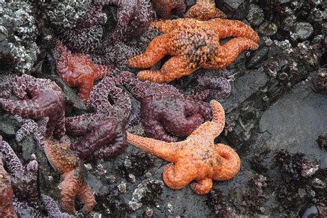 Pisaster Ochraceus Purple Sea Star Or Ochre Sea Star Flickr