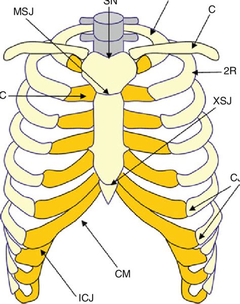 The human back, also called the dorsum, is the large posterior area of the human body, rising from the top of the buttocks to the back of the neck. Image Of The Vital Organs Arrangged In The Rib Cage / Left rib cage pain | Musculoskeletal ...