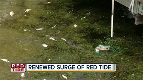 Red Tide Now Impacting Pinellas Co Intracoastal