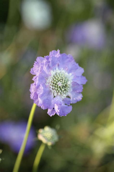Scabiosa Caucasica Perfecta Blue Green And Gorgeous Flowers