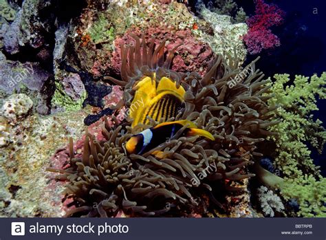 Magnificent Sea Anemone Eating Striped Butterflyfish As