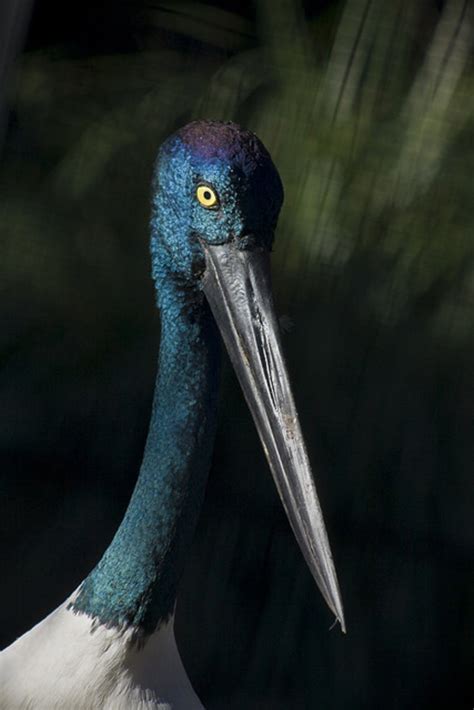 10 Most Beautiful Birds Having Unique Beaks Hubpages