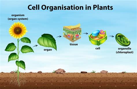 Organisation Of Cells Plant Tissues Karnataka Open