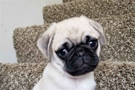 Windsor Pugs Puppies For Sale