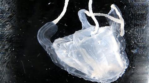 Irukandji Deadly Jellyfish Headed For Gold Coast Threat To Tourism