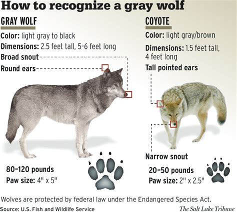 Abes Animals Illustrations Of The Gray Wolf