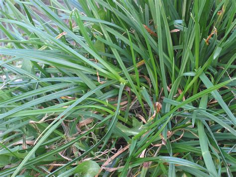 Ryegrass Cultivation Uses Benefits Britannica