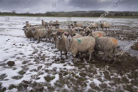 Domestic Sheep Mule Ewes Flock Standing Editorial Stock Photo Stock