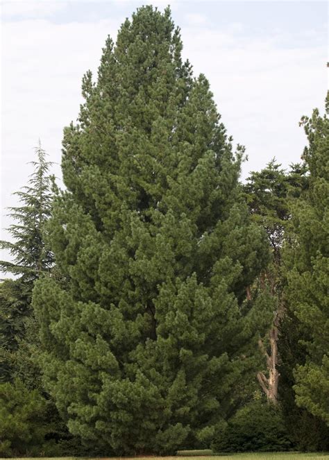 How Fast Do Pine Trees Grow