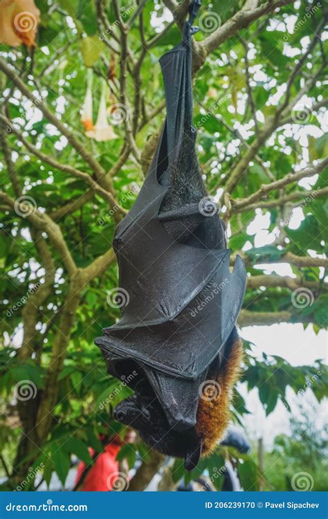Flying Fox Hanging Upside Down On A Tree Branch Stock Photo Image Of