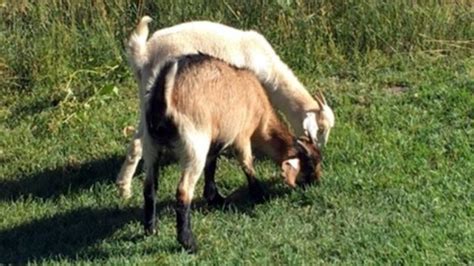 Goats Used As Weed Control At Colorado Springs Park