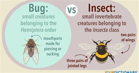 Bug Vs Insect Why One Is Not Like The Other Yourdictionary