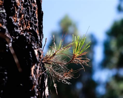 Trees Nature Journals