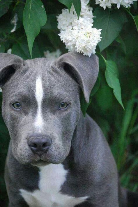 The 25 Best Blue Pitbull Ideas On Pinterest Blue Pits Blue Nose