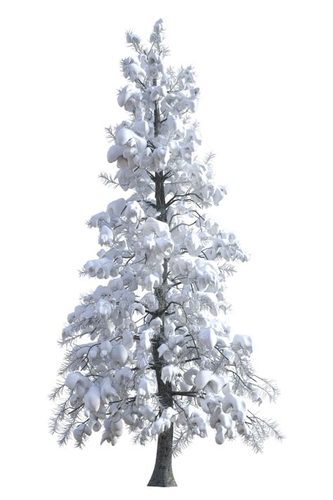 Winter Pine 3 Png Overlay By Lewis4721 On Deviantart
