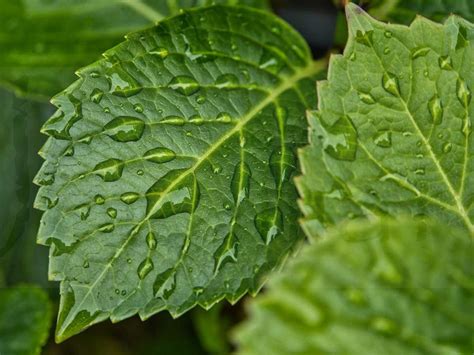 Plantas De Hojas Grandes