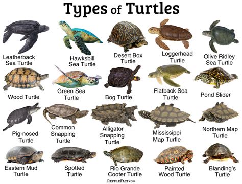 Types Of Sea Turtles Chart