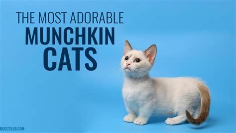 Cat Breeds That Stay Small Forever Pets Lovers